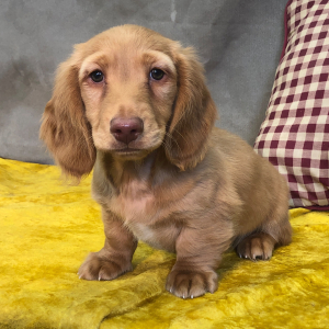 Dachshund Puppy King