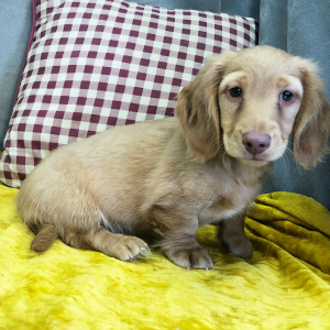 Dachshund Puppy King