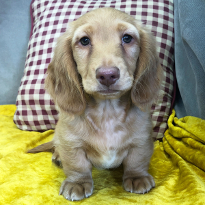Dachshund Puppy King