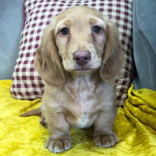 Dachshund Puppy King
