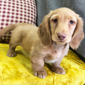 Dachshund Puppy King