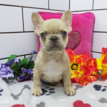 French Bulldog Puppy Axel