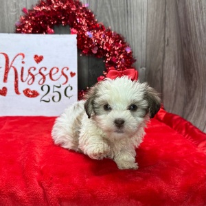 Havanese Puppy Kate