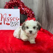 Havanese Puppy Kate