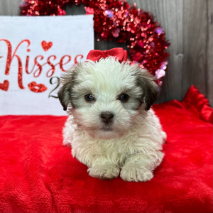 Havanese Puppy Kate