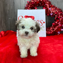 Havanese Puppy Kate