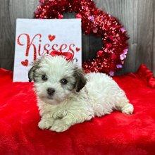 Havanese Puppy Kate