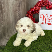Havanese Puppy Kate