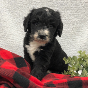 Bernedoodle Puppy Jangle