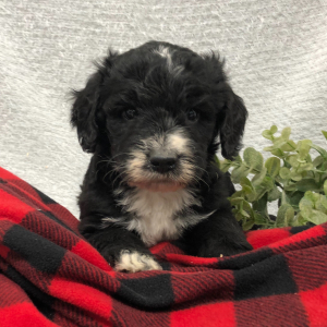 Bernedoodle Puppy Jangle