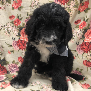 Bernedoodle Puppy Jangle