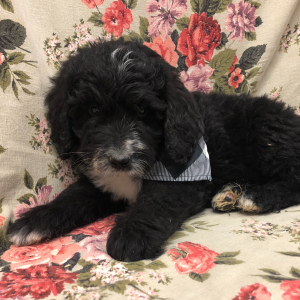 Bernedoodle Puppy Jangle