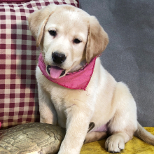 Labrador Retriever Puppy Lacie