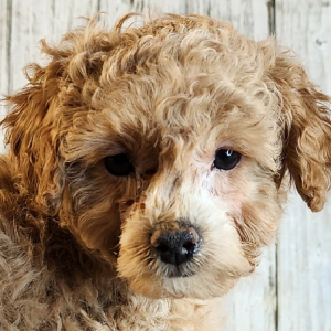 Poodle Puppy Ruby