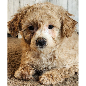 Poodle Puppy Ruby