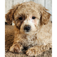 Poodle Puppy Ruby