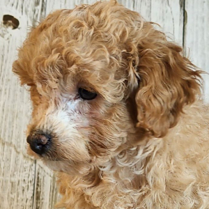 Poodle Puppy Ruby