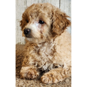 Poodle Puppy Ruby