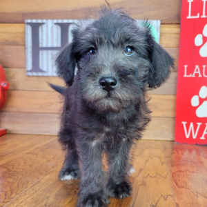 Schnoodle Puppy Milo