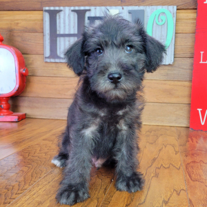 Schnoodle Puppy Milo