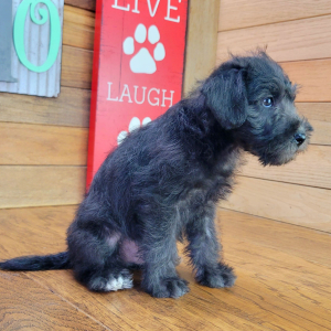 Schnoodle Puppy Milo