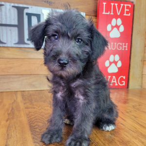 Schnoodle Puppy Milo