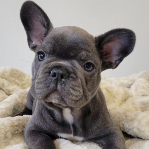 French Bulldog Puppy Sawyer