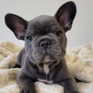 French Bulldog Puppy Sawyer