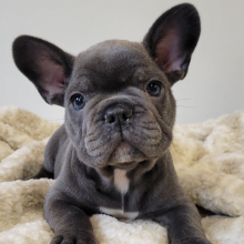 French Bulldog Puppy Sawyer