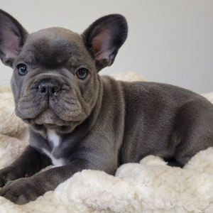 French Bulldog Puppy Sawyer