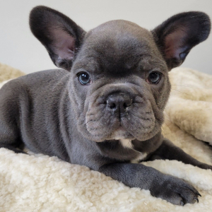 French Bulldog Puppy Sawyer