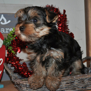 Yorkshire Terrier Puppy Gucci