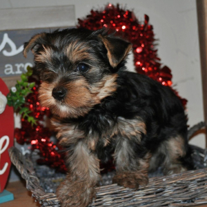 Yorkshire Terrier Puppy Gucci
