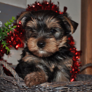 Yorkshire Terrier Puppy Gucci