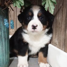 Bernese Mountain Dog Puppy Dasher