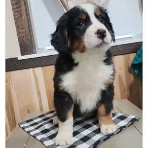 Bernese Mountain Dog Puppy Dasher