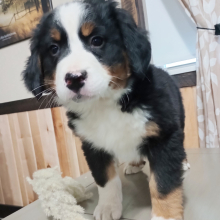 Bernese Mountain Dog Puppy Dasher