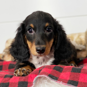 Dachshund Puppy Nash