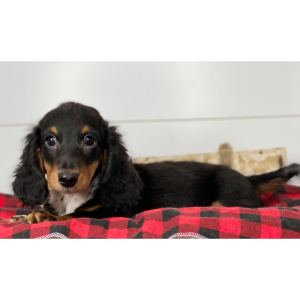 Dachshund Puppy Nash