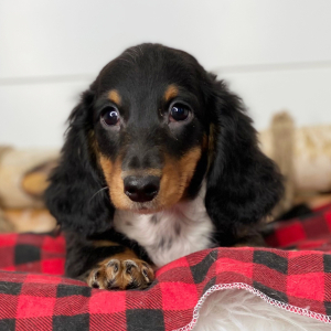 Dachshund Puppy Nash