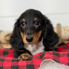Dachshund Puppy Nash