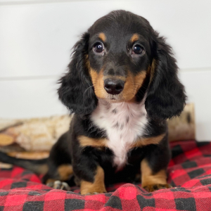 Dachshund Puppy Nash
