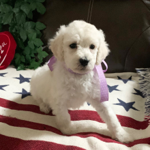 Poodle Puppy Darling Girl