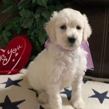 Poodle Puppy Darling Girl
