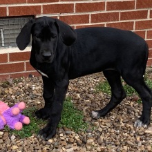 Great Dane Puppy Yvetta