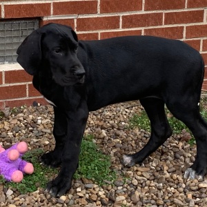 Great Dane Puppy Yvetta