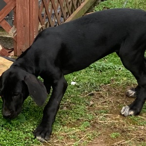Great Dane Puppy Yvetta