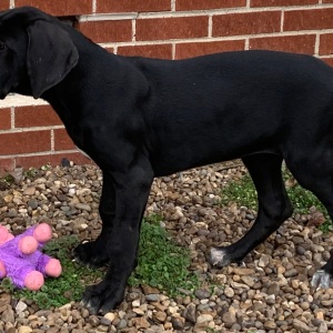 Great Dane Puppy Yvetta