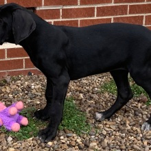 Great Dane Puppy Yvetta