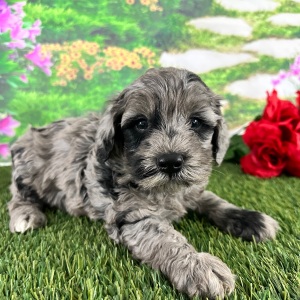 Goldendoodle Puppy Adam
